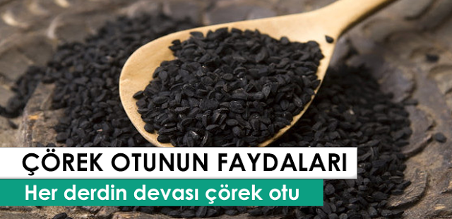 Çörek Otunun İnanılmaz Faydaları Saymakla Bitmez