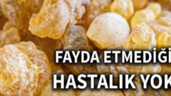 Aklınıza gelebilecek her hastalığa faydası var! Adı da çok ilginç