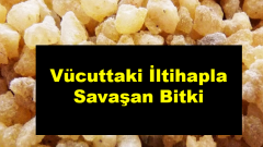 Bu Faydalı Meyve Ağacının Yaprağının Meğer Ne çok Faydası Varmış