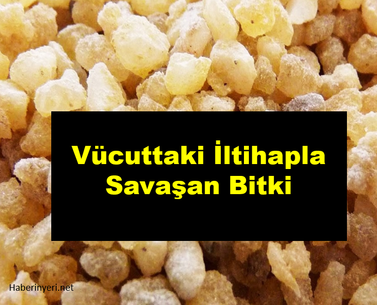 Vücuttaki İltihapla Savaşan Bitki