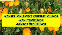 Aynısafa Bitkisi Faydaları ve Kullanımı