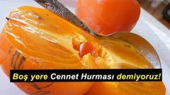 Cennet Hurması doğal bir protein, vitamin ve minaral kaynağı