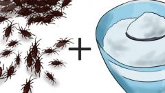 Evdeki Hamam Böceklerine Karşı Doğal Çözüm Önerisi