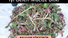 Özellikle sigara içenler için iyi bir balgam söktürücüdür