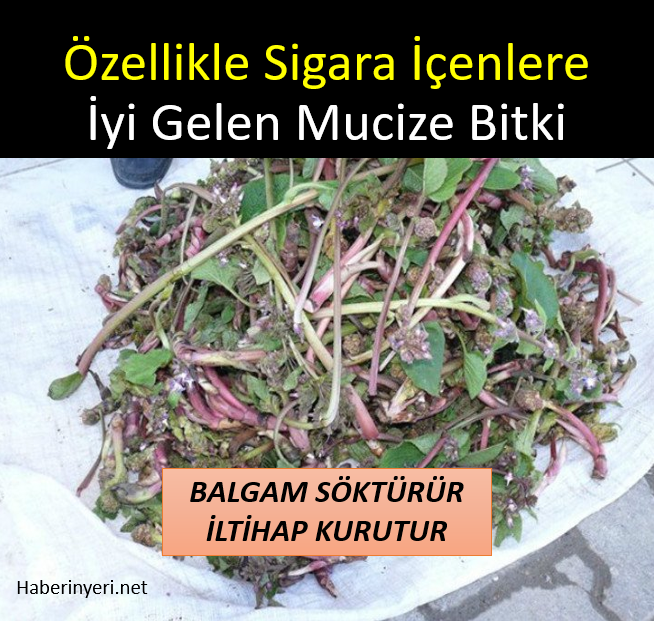 Özellikle sigara içenler için iyi bir balgam söktürücüdür