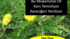 Mükemmel Bir Bitki Faydaları Saymakla Bitmez