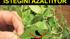 Nikotini vücuttan temizlemenin yolları