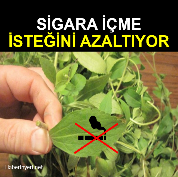 Sigarayı Bırakmak mı istiyorsun? Stevia Nikotin İsteğini yok ediyor