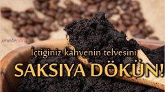 İçtiğiniz Kahvein Telvesini Saksıya Dökün
