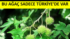 Dünyada Arasan Bulamazsın : Bu ağaç sadece Türkiye’de var..!
