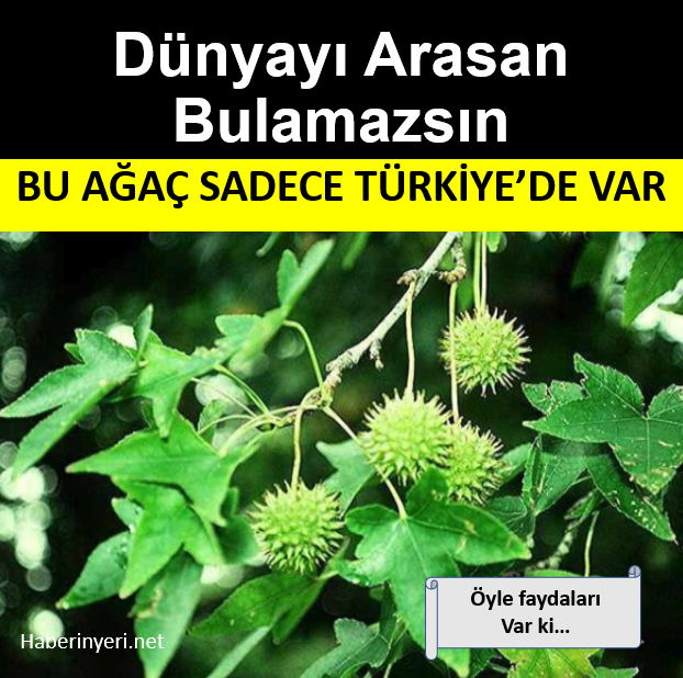 Dünyada Arasan Bulamazsın : Bu ağaç sadece Türkiye’de var..!