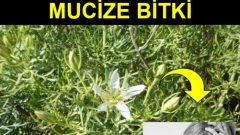 Antidepresan Etkisi Gösteren Bitki