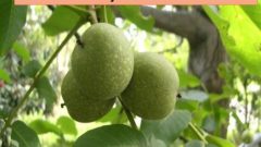 O Hastalığın Çaresi Ceviz Yaprağı..