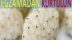 Beyaz Dut ile Egzamadan Kurtulun..!