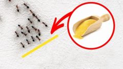 İstenmeyen misafirlerden kurtulmak istiyorsanız