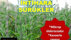 Kanserli Hücreyi İntihara Sürükleyen Süper Baharat..