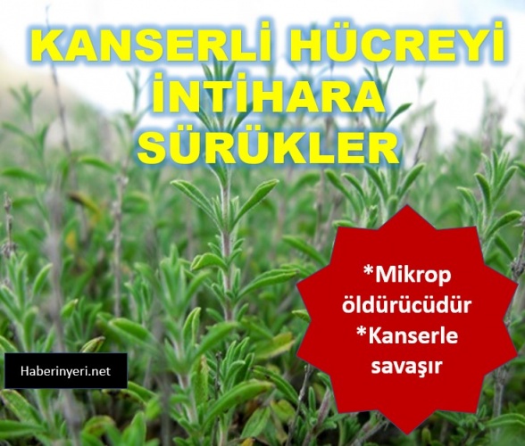 Kanserli Hücreyi İntihara Sürükleyen Süper Baharat..