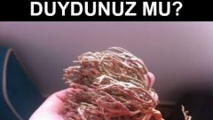 Meryem Ana Otu Faydaları ve Kullanımı