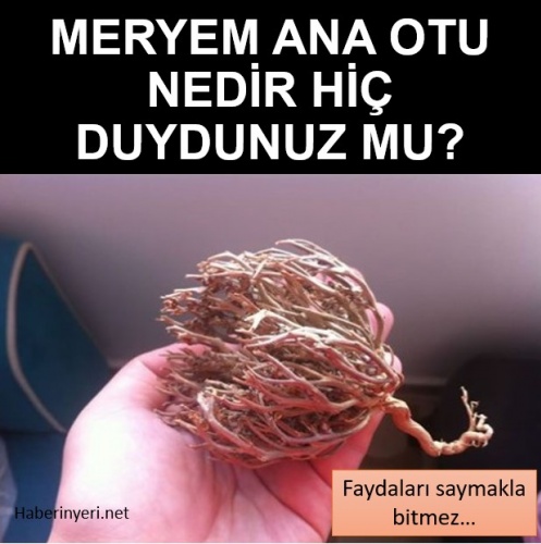 Meryem Ana Otu Faydaları ve Kullanımı