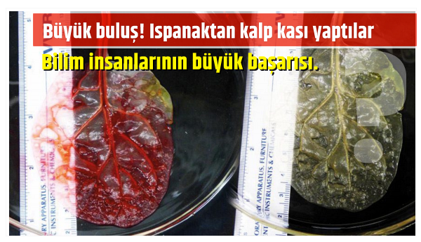 Büyük buluş Ispanaktan kalp kası yaptılar