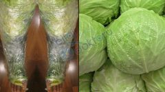 Lahana Yaprağındaki İnanılmaz Mucize