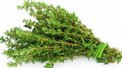 Dağ Kekiği İnanılmaz Faydaları ve Kullanımı