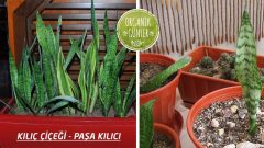 Kılıç Çiçeği Peygamber Paşa Kılıcı Bitkisi Her Evde Bulunması Gereken Şifalı Bitki