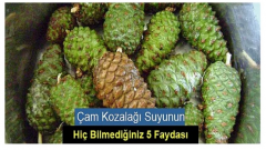 Çam Kozalağı Suyunun Hiç Bilmediğiniz 5 Faydası