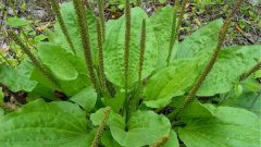 Gizli Şekere Karşı Sinirli Ot Kürü İbrahim Saraçoğlu’nun Tarifi