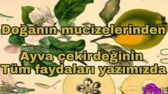 Ayva Çekirdeğinin Öyle Faydaları Varmış ki Öğrendiğinizde Manava Koşacaksınız