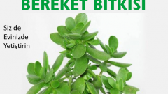 Bereket Bitkisi Evinizden Eksik Etmeyin Özellikle Borcu Olanlar