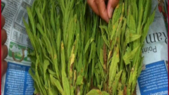 Bu Bitki Kanser Dahil Pek Çok Hastalığı Yeniyor Lütfü Dede Herkese Şifa Olsun İnşallah Diyor