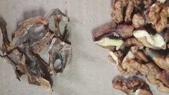 Cevizin İçinden Çıkan Kabukların İnanılmaz Faydaları…