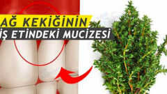 Diş Eti İltihabına Kekik Kürü  Dağ Kekiği
