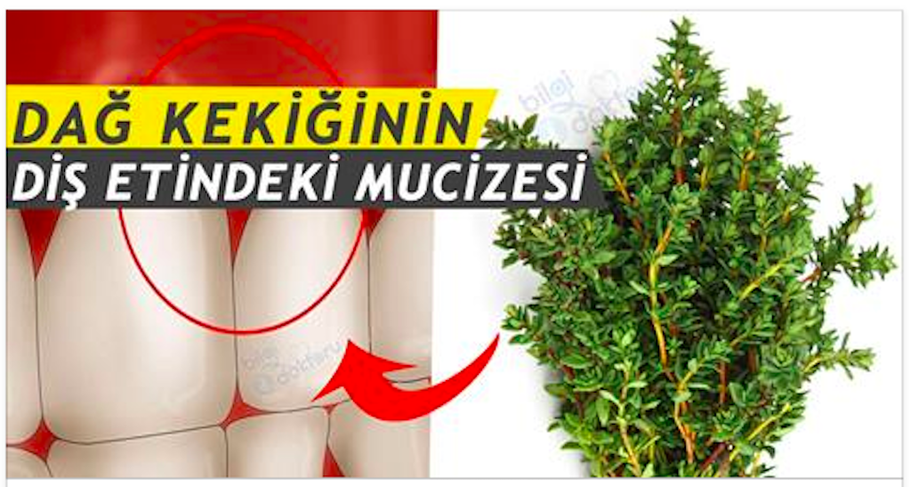 Diş Eti İltihabına Kekik Kürü Dağ Kekiği