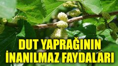 Beyaz Dut Yaprağının Harika Faydaları