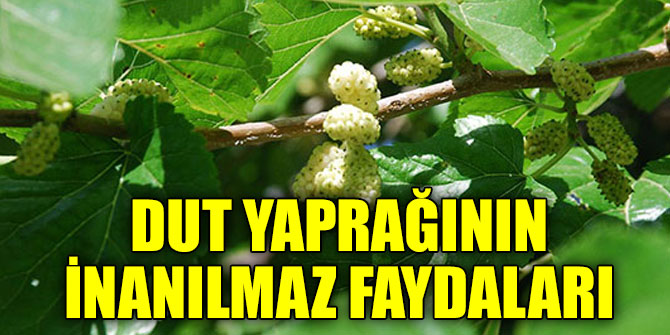 Beyaz Dut Yaprağının Harika Faydaları