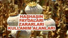 Haşhaşın Faydaları  Zararları Ve Kullanım Alanları