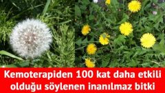 Kemoterapiden 100 kat daha etkili olduğu söylenen inanılmaz bitki