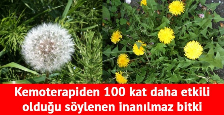 Kemoterapiden 100 kat daha etkili olduğu söylenen inanılmaz bitki