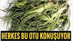 Herkes Bu Otu Konuşuyor Yemlik Otunun Mucizevi Faydaları