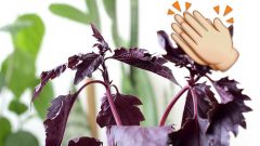 Mucizevi ve az bilinen bu bitkinin saymakla bitmeyen faydası var…