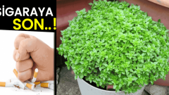 Fesleğen Yaprağı ile Sigara Bırakma ve Fesleğenin Faydaları