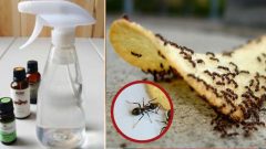 Evinizi İstila Eden Karıncalardan Kurtulmak İçin Uzman Önerisi