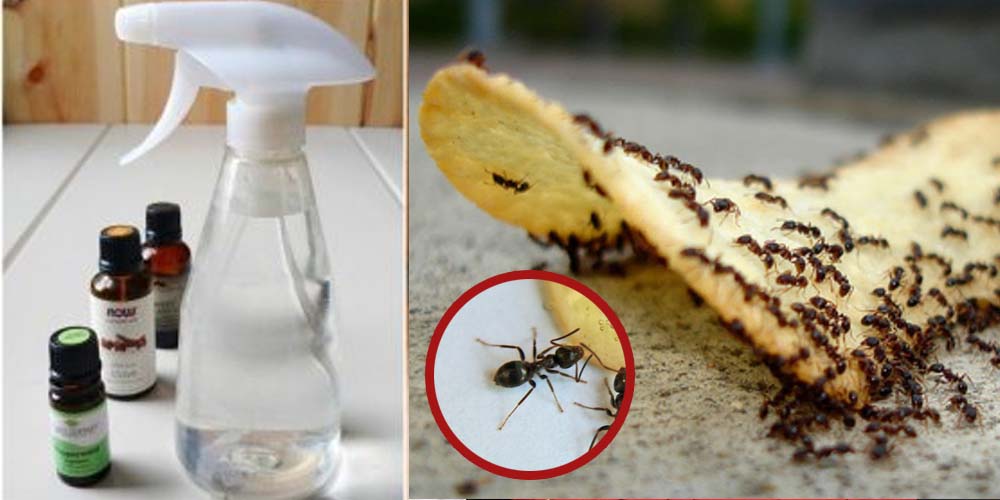 Evinizi İstila Eden Karıncalardan Kurtulmak İçin Uzman Önerisi