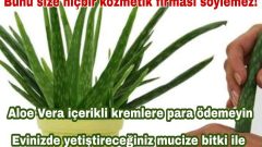 Saksınızdaki Mucize Aloe Veranın Cilt İçin Faydalarını Öğrenince