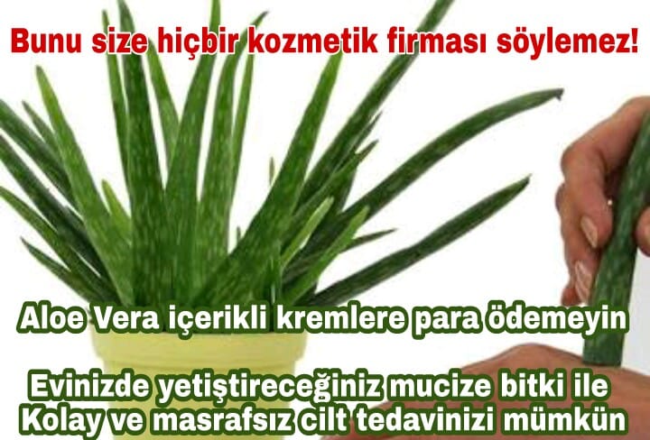 Saksınızdaki Mucize Aloe Veranın Cilt İçin Faydalarını Öğrenince