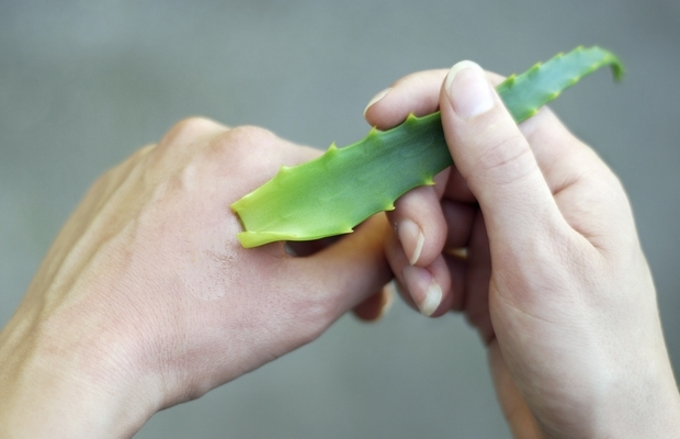 Saksınızdaki Mucize Aloe Veranın Cilt İçin Faydalarını Öğrenince