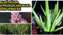 Odanıza Koyacağınız Bu 5 Bitkiyle Uykusuzluk Sorununuza Elveda Diyeceksiniz