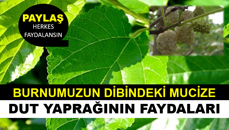 Burnumuzun Dibindeki Mucize! Dut Yaprağının Faydaları